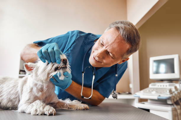 Best Pediatric Emergency Dentist in Sandy Oaks, TX